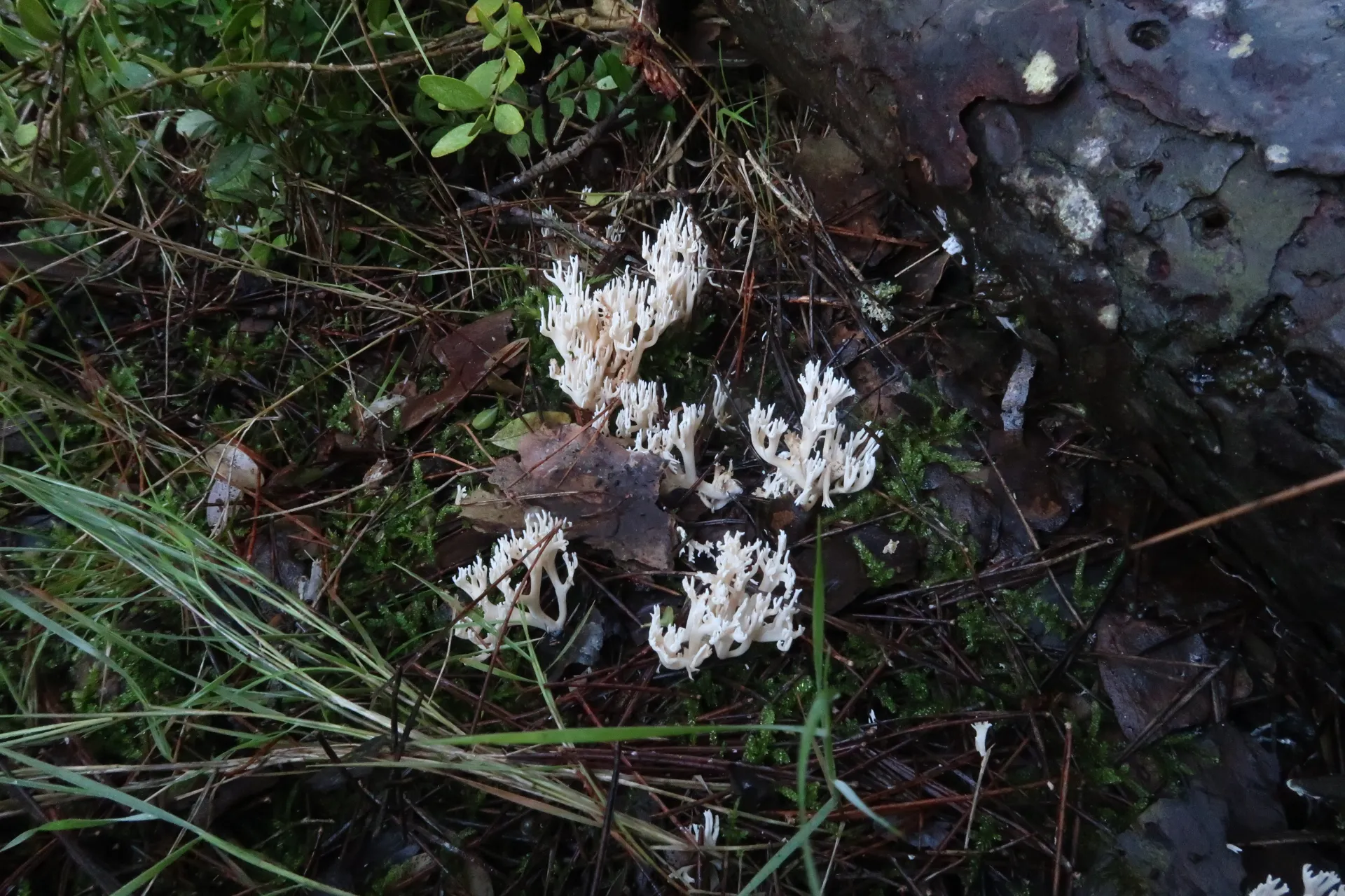 Ramaria gracilis - 1 - IMG_2369